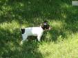 Price: $500
This advertiser is not a subscribing member and asks that you upgrade to view the complete puppy profile for this Fox Terrier, Toy, and to view contact information for the advertiser. Upgrade today to receive unlimited access to