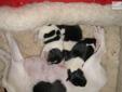 Price: $450
Adorable TOY FOX TERRIERS available for adoption - 1 males $450 and 2 females $500 in the litter; Email us for more pictures - will have shots, wormed - call now
Source: http://www.nextdaypets.com/directory/dogs/03957fd6-a201.aspx