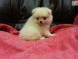 Price: $795
Toy Pomeranian Puppy. Male. 8 weeks old All shots and worming is up to date. He comes with a free vet exam and with 2 year health guarantee. Very sweet and playful, raised with small kids. Great with other dogs. Please call with any questions