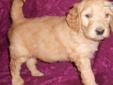 Price: $1200
Are you ready for the cutest and sweetest puppy you will ever meet? Travis is an amazing little boy. He has a super soft fleece coat with a loose curl that will be very low to non-shedding. He is a 3rd generation Goldendoodle with beautiful