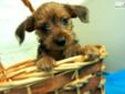 Price: $700
THIS LITTLE WIRE HAIRED MAN IS ADORABLE, HE IS READY TO MEET HIS NEW FAMILY, HE HAS BEEN CHECKED BY OUR DRS. CKC REGISTERED, MICROCHIPPED AND CURRENT ON HIS VACCINATIONS. THE WIRE HAIRED ARE HARD TO FIND IN THIS AREA, STOP TO VISIT HIM, OR
