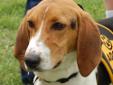 Gulliver is a 8 month young Hound looking for his forever home. Gulliver was released to the shelter by a couple that just did not realize this adorable puppy would grow into a puppie that needed to be worked with. SO being held non stop while small, once