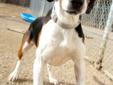 Bow is a young, spirited but willing to listen hound. He is neutered, up to date on shots, and has been treated for heart worm. Bow is available through the hound program at Geyhound Friends in Hopkinton, and can be visted there. Visit their website at