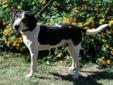 Albert is a handsome male Walker hound mix, about a year old. He has a damaged-&-healed ear from being attacked by a larger dog (poor Albert!), but his hearing is excellent and he still thinks he's as handsome as any other dog! He's friendly and frisky