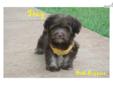 Price: $600
Beautiful chocolate havanese baby. Should be in the 8 pound range based on size of mom and dad. This baby has been raised with much love and care. Will be a wonderful addition to any lucky family. Sweet outgoing loving little fur babies.
