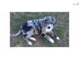 Price: $450
This advertiser is not a subscribing member and asks that you upgrade to view the complete puppy profile for this Australian Shepherd, and to view contact information for the advertiser. Upgrade today to receive unlimited access to