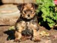 Price: $450
This small Yorkie Mix puppy is cute as can be. She is family raised, well socialized and super friendly. Her momma is the family pet. This puppy is vet checked, vaccinated, wormed and health guaranteed. She will make a great companion. Her