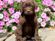 Price: $600
This frisky Chocolate Lab puppy is family raised with children. She is ACA registered, vet checked, vaccinated, wormed and comes with a 1 year genetic health guarantee. This puppy is spunky and will make you smile. Both parents are on the