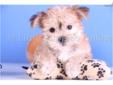 Price: $650
Tubby is a WONDERFUL Morkie. He will be around 8 pounds. It is so cute to watch him play!!! Tubby will be a great choice for any family! He comes with a one year health warranty, and is up to date on his vaccinations. He can also be