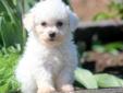 Price: $650
This Bichon puppy is white as snow! He is spunky and loves to play. This puppy is ACA registered, vet checked, vaccinated, wormed and health guaranteed. He will make a great companion. Please contact us for more information or check out our