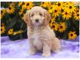 Price: $495
This handsome Cavapoo puppy comes with a 1 year genetic health guarantee. He is vaccinated and wormed. His energetic personality will make you smile. This puppy was born on June 16th and his momma is a Cavalier & his daddy is a Mini Poodle.