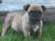 Price: $1700
Tucker is one wrinkled and energetic little guy! Vet checked, his shots and wormer are up to date and he is health guaranteed. Please contact Mr. Glick if you have any questions regarding this Mini Bulldog puppy. Please visit