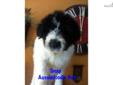 Price: $1050
Snap is a white and black parti. If you have ever thought about a mini Goldendoodle or Labradoodle, consider the mini Aussiedoodle! They seem to lack a dog odor, lower matting coat, tail docked which is nice for indoors. So far our line has