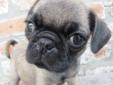 Price: $800
THIS GUY IS ALL PERSONALITY, HE IS CONSIDERED A BLUE FAWN IN COLORING, HE IS CKC REGISTERED, MICROCHIPPED AND CURRENT ON HIS VACCINATIONS. PUGS ARE EXCELLENT LITTLE WATCH DOGS, A BIT ON THE SMALL SIDE BUT NOT TIMID IN CHARACTER. STOP BY TO