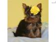 Price: $875
Pics updated 4/10. TuTu is the only one left of a litter of three. She is petite, sweet, and a lover of chewing on fingers!! She's sure to wrap anyone around her little 'finger' she meets! What a doll. She is AKC registered and you will