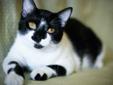 Tux is probably the most photogenic, AWESOME kitty ever, who keeps getting passed over for kittens. WHAT'S THAT ABOUT? YOU COULDN'T ASK FOR A COOLER KITTY. He is approx. 18 months old and his adoption fee of $85 includes Leukemia/FIV test, neuter, and