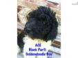 Price: $1050
Ace has tuxedo markings for a parti type Goldendoodle. He comes with UABR registry, utd shots including kennel cough, dew claws removed, vet checked, health guarantee, wormed, ear mite prevention. Nice pedigree, free delivery options for OK