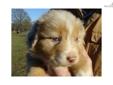 Price: $600
I have a red merle, male, Australian Shepherd puppy. He has some blue in his eyes but they don't look like they will be full blue. I do not guarantee the blue will stay in his eyes. He is AKC, conditional, registered. Conditional means that he