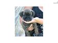 Price: $1250
Ready to go right now! Such a sweet brindle girl bullmastiff puppy. Parents have awesome dispositions. This line has produced wonderful temperament. She is a healthy girl and is my grandson's favorite. He named her after a favorite cousin. I