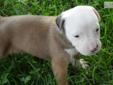 Price: $750
This advertiser is not a subscribing member and asks that you upgrade to view the complete puppy profile for this American Bulldog, and to view contact information for the advertiser. Upgrade today to receive unlimited access to