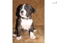 Price: $650
This advertiser is not a subscribing member and asks that you upgrade to view the complete puppy profile for this American Bully, and to view contact information for the advertiser. Upgrade today to receive unlimited access to NextDayPets.com.