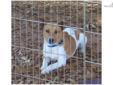 Price: $200
This advertiser is not a subscribing member and asks that you upgrade to view the complete puppy profile for this Rat Terrier, and to view contact information for the advertiser. Upgrade today to receive unlimited access to NextDayPets.com.