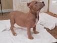 Price: $650
UKC registered purple ribbon puppies will have a lot of bone and head. 65% razor edge 35% grey line. Will travel if reasonable distance.
Source: http://www.nextdaypets.com/directory/dogs/c75d7e66-2be1.aspx