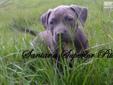 Price: $800
This female is UKC registered, purple ribbon, and has a championship bloodline.
Source: http://www.nextdaypets.com/directory/dogs/a33100a4-b751.aspx