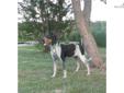 Price: $400
This advertiser is not a subscribing member and asks that you upgrade to view the complete puppy profile for this Bluetick Coonhound, and to view contact information for the advertiser. Upgrade today to receive unlimited access to