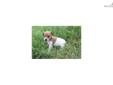 Price: $250
This advertiser is not a subscribing member and asks that you upgrade to view the complete puppy profile for this Rat Terrier, and to view contact information for the advertiser. Upgrade today to receive unlimited access to NextDayPets.com.