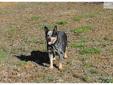 Price: $75
This advertiser is not a subscribing member and asks that you upgrade to view the complete puppy profile for this Australian Cattle Dog/Blue Heeler, and to view contact information for the advertiser. Upgrade today to receive unlimited access