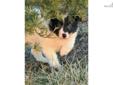 Price: $750
Real Unique colored female, registered ABCA.father is a Slate Blue and White who is producing offspring excelling in herding, agility, dock diving, flyball, and just plain companions! Mother, is a petite beautiful Black and white. Both parents