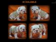 Price: $2200
UpstateBulldogs has been established since 2006. We strive to provide Top Quality bulldogs for families to love. All Pups come UTD on all shots & wormings, are provided their AKC/CKC Registration, a written heatlh guarantee, and a lifetime of
