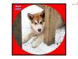 Price: $1000
This advertiser is not a subscribing member and asks that you upgrade to view the complete puppy profile for this Alaskan Malamute, and to view contact information for the advertiser. Upgrade today to receive unlimited access to