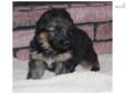 Price: $1700
We are proud to announce our litter of Germany's top genetics of Black/Red West German Showline German Shepherds. Logo vom Finkenschlag (German Import)Placed 1st Nationally & Regionally. Hips/Elbows are "a"stamped from the German SV.