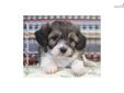 Price: $550
Vada is a female Cavachon mixed breed puppy.
Source: http://www.nextdaypets.com/directory/dogs/e6affb69-3391.aspx