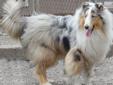 Price: $850
Thunder is a gorgeous 10 month old blue merle male. He has a very famous champion grandfather. He is loving, smart, with an outgoing personality. He is used to a large fenced in yard where he can run and play. He is up to date on shots,