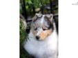Price: $850
SOLD Beautiful blue male. Very sweet and loves attention. Pretty face and very showy. We have been breeding for over 35 years and our lines go back to some of the top collies in the country.
Source: