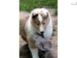Price: $850
SOLD Beautiful sable male. Lots of white and lots of coat. Very typey and loves to play. We have been breeding for over 35 years and our dogs go back to some of the top collies in the country.
Source: