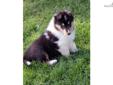 Price: $850
Beautiful tri male with loads of personality. He is cute and very loving. We have been breeding quality collies for over 35 years and quality is a prime consideration. Our puppies are given the best of care with sound nutrition, shots and