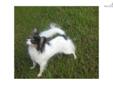 Price: $450
This advertiser is not a subscribing member and asks that you upgrade to view the complete puppy profile for this Papillon, and to view contact information for the advertiser. Upgrade today to receive unlimited access to NextDayPets.com. Your