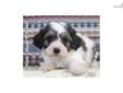 Price: $550
Valerie is a female Cavachon mixed breed puppy.
Source: http://www.nextdaypets.com/directory/dogs/575d24c4-0c11.aspx