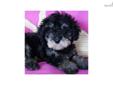 Price: $500
VaPup 04570 is a male. He is 4 lbs & Mom is 14 lbs & Dad is 15 lbs Any questions please call or email us. Visit us online at to see more cute puppies http://vanitypups.com Also click onto this link to see more cute pups http://vanitypups.com