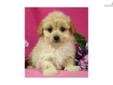 Price: $950
VaPup 04572 is a female. She is 2 lbs & Mom is 10 lbs & Dad is 8 lbs Any questions please call or email us. Visit us online at to see more cute puppies http://vanitypups.com Also click onto this link to see more cute pups http://vanitypups.com