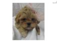 Price: $750
VaPup 04573 is a female. She is 3 lbs & Mom is 14 lbs & Dad is 10 lbs Any questions please call or email us. Visit us online at to see more cute puppies http://vanitypups.com Also click onto this link to see more cute pups