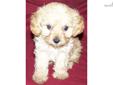 Price: $950
VaPup 04579 is a male. He is 2 lbs & Mom is 9 lbs & Dad is 15 lbs Any questions please call or email us. Visit us online at to see more cute puppies http://vanitypups.com Also click onto this link to see more cute pups http://vanitypups.com