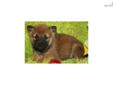 Price: $1150
VaPup 04581 is a male. He is 2 lbs & Mom is 18 lbs & Dad is 21 lbs Any questions please call or email us. Visit us online at to see more cute puppies http://vanitypups.com Also click onto this link to see more cute pups http://vanitypups.com