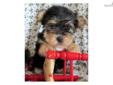 Price: $1150
VaPup 04584 is a male. He is 1 lbs & Mom is 5 lbs & Dad is 5 lbs Any questions please call or email us. Visit us online at to see more cute puppies http://vanitypups.com Also click onto this link to see more cute pups http://vanitypups.com