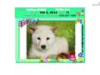 Price: $950
VaPup 04588 is a male. He is 7 lbs & Mom is 17 lbs & Dad is 18 lbs Any questions please call or email us. Visit us online at to see more cute puppies http://vanitypups.com Also click onto this link to see more cute pups http://vanitypups.com