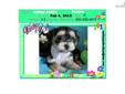 Price: $1150
VaPup 04591 is a female. She is 2 lbs & Mom is 5 lbs & Dad is 5 lbs Any questions please call or email us. Visit us online at to see more cute puppies http://vanitypups.com Also click onto this link to see more cute pups http://vanitypups.com